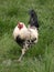 Black and white rooster strutting in long grass.