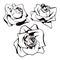 Black and White Rose Bloom Graphic Set