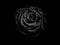 Black and white rose in a dark scene showing the amazing texture and petal shape