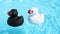 A black and a white rubber duck