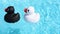 A black and a white rubber duck in the pool