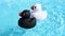 A black and a white rubber duck swimming from right to left,