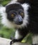 Black & White Ruffed Lemur.