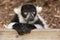 Black and white ruffed lemur