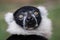 Black And White Ruffed Lemur Closeup