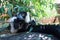 Black And White Ruffed Lemur Closeup