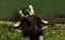 Black-and-white ruffed lemur is enjoying the outside sun and nature