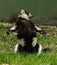 Black-and-white ruffed lemur is enjoying the outside sun and nature