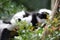 A Black and White Ruffed Lemur laying flat on its back chilling out under the sun among some foliage in a forest