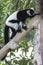 Black and white Ruffed Lemur / Lemur climbing tree