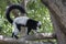 Black and white Ruffed Lemur / Lemur climbing tree