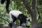 Black and white Ruffed Lemur / Lemur climbing tree