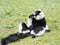 Black and White Ruffed Lemur sit on meadows and lick its paw