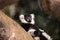 Black and white ruffed lemur Varecia variegate