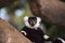 Black and white ruffed lemur Varecia variegate