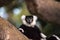 Black and white ruffed lemur Varecia variegate