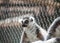 Black and white ruffled lemur sitting on a ledge