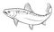 Black and white salmon painting, vector