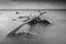 Black and white scene of large log on Bama Beach, Baluran. Baluran National Park is a forest preservation area that extends about