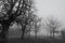 Black and white scene of leafless trees for Halloween day background. Trees beside the road in the mist. Halloween night