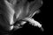 Black and white Schlumbergera flower. Christmas cactus