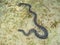 Black and White Sea Snake on Sandy Beach, Numfor Island