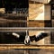 Black and white seabird with open wings getting ready to fly near the lake