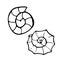 Black and white Seashells set. Shell minimalist outline icon. Vector illustration