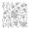 Black and white set of Oriental Lily. Flowers, branches, leaves and buds. Hand-drawn collection of festive d
