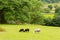 Black and white sheep in field Seatoller Borrowdale Valley Lake District Cumbria England UK