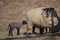 Black and white sheep with it\'s newborn lamb