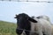 black and white sheeps in the fields of Basque Country