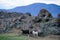 Black and white sheeps in front of lava rock,Iceland.