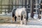 Black and white Shetland pony eats dry grass in the winter paddock,