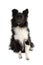 Black and white Shetland Sheepdog