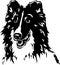 Black and White Shetland Sheepdog Illustration