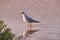 Black and white shorebird standing in the shallow waves of a beach