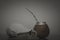 Black and white shot of a kettle, a brown calabash and herb called mate