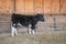 Black and white show heifer in barn