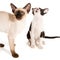 Black and white siamese kitten with pointed cat