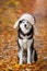 Black and white Siberian Husky dog in a hat with earflaps sitting in yellow autumn leaves