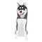 Black and white Siberian husky when seated, with brown eyes