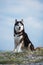 Black and white Siberian husky sitting on a mountain on the background of lakes and forests. The dog on the background of natural