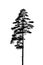 Black and white silhouette of a lonely single pine tree