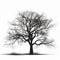 Black and white silhouette tree, in the style of realistic brushwork