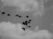 Black and White Silhouetted Ibises in Flight