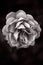 Black and White Single Rose: Nature/ Beauty
