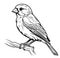 black and white sketch of a canary bird sitting on a branch