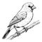 black and white sketch of a canary bird sitting on a branch Vector illustration