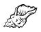 Black and white sketch sea shell mollusc